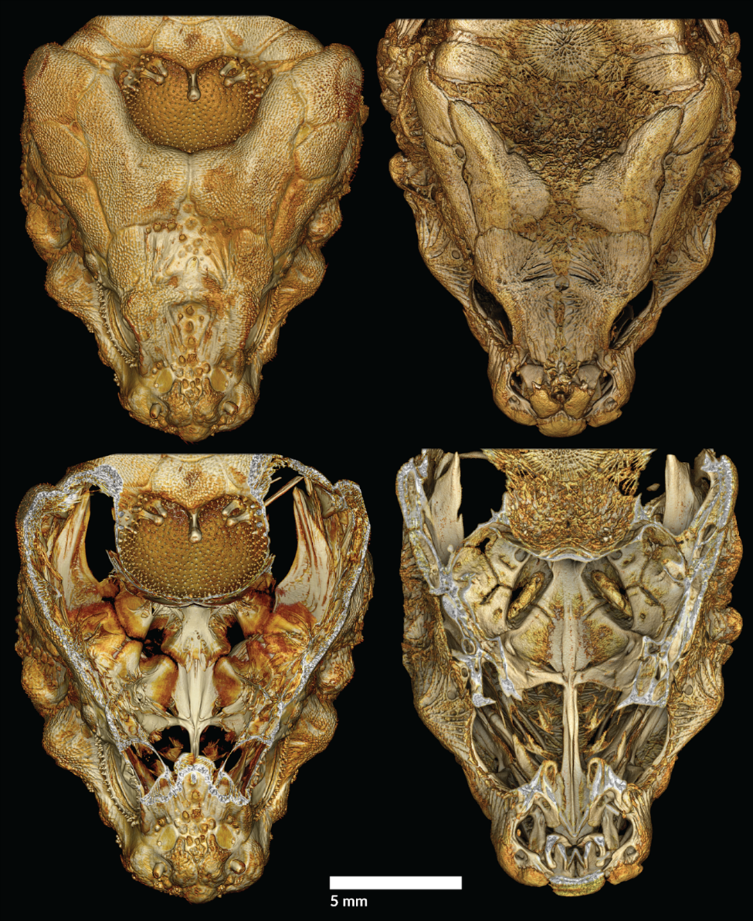 Assortment of micro-CT models of the rockhead poacher