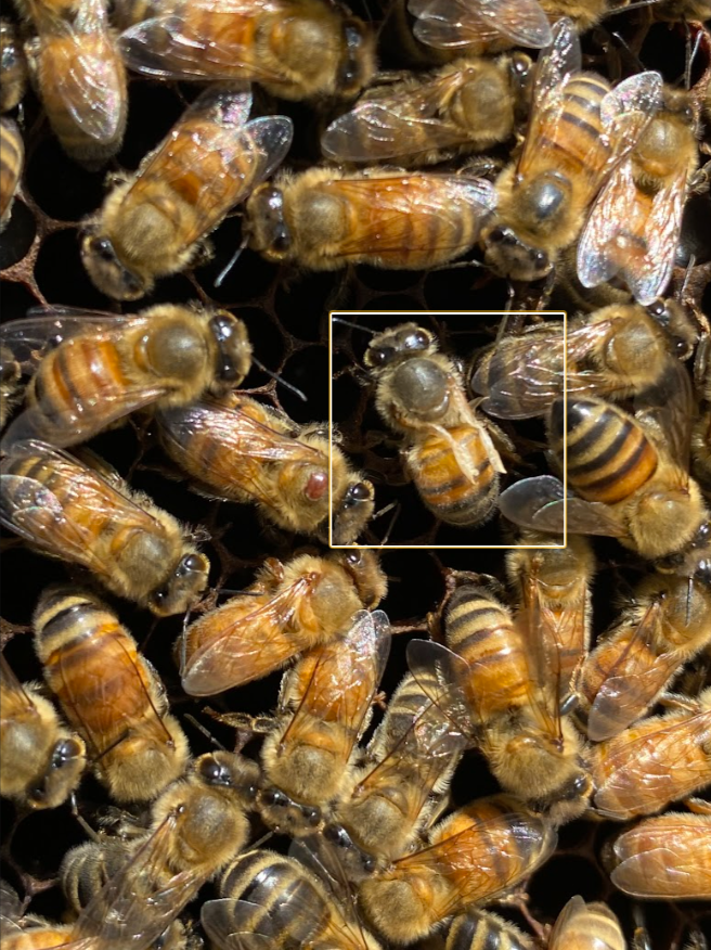 Group of bees with one with noticably deformed wings is highlighted