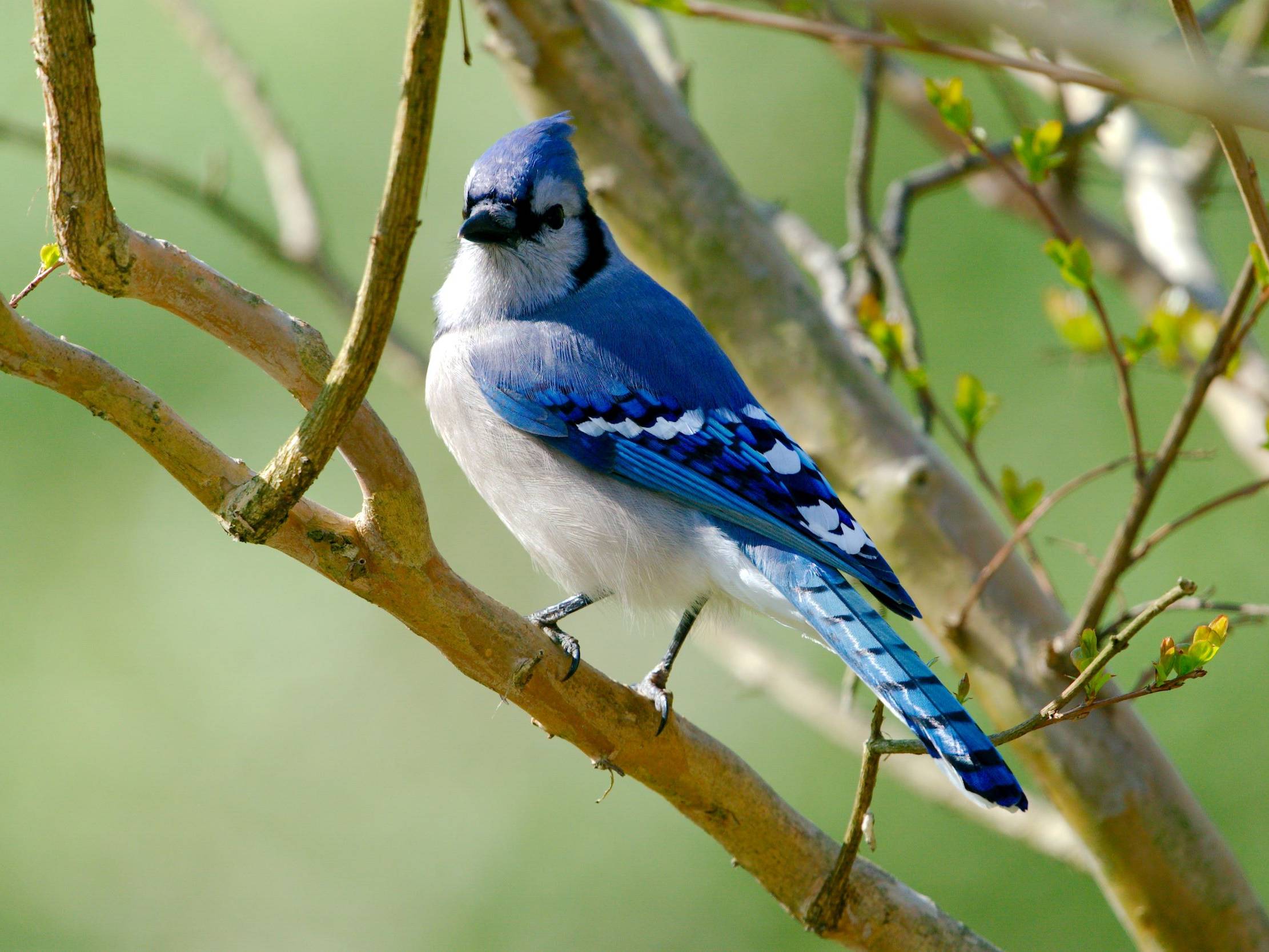 bird sitting on branch 