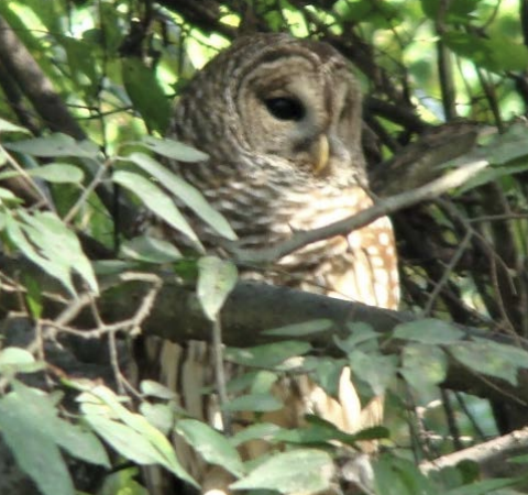 barred owl in tree