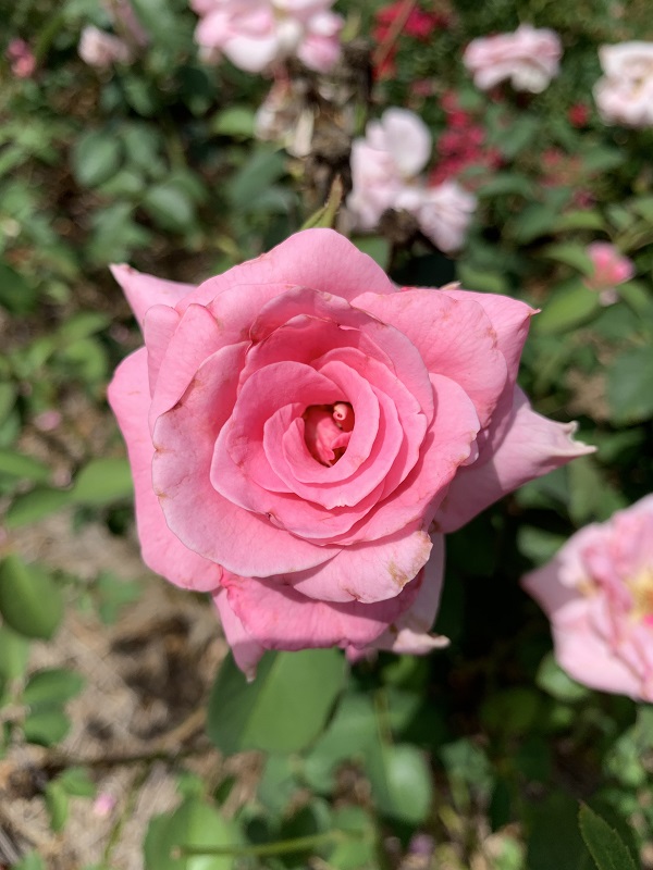 pink rose