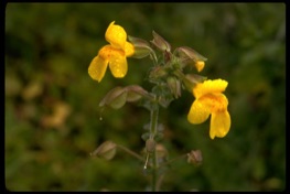 Common seep monkeyflower photo