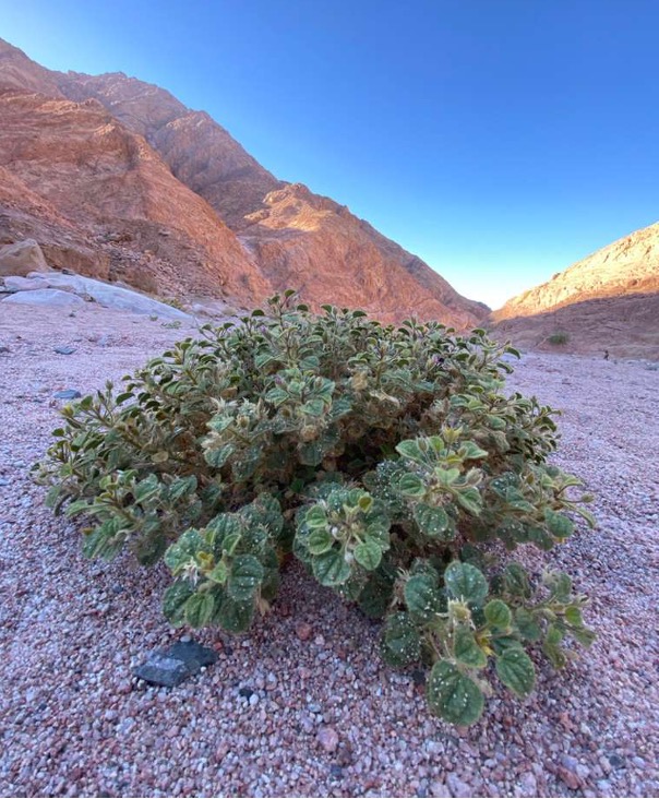 Cleome droserifolia in Sinai, Egypt