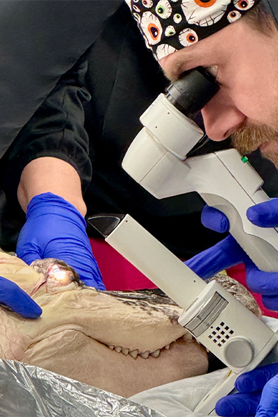 veterinarian examining the alligator's eye