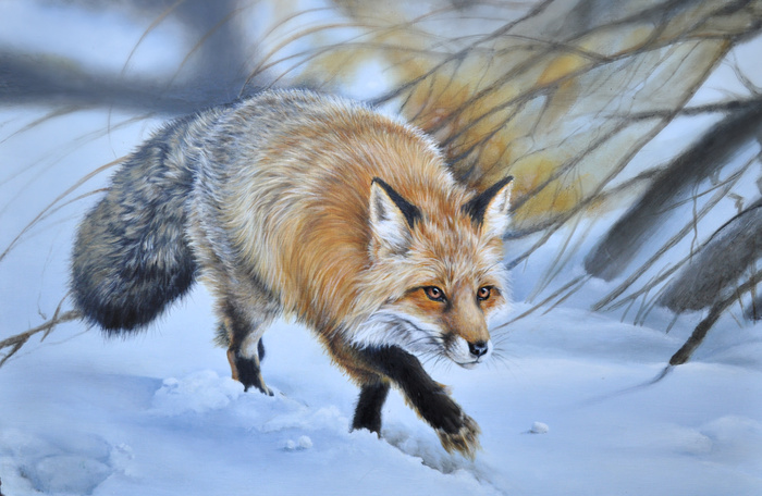 Winter Hunt fox walking in the snow