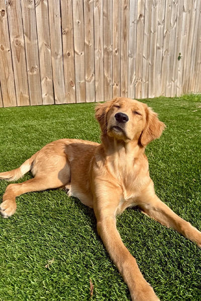 gold-colored dog enjoying the sunshine