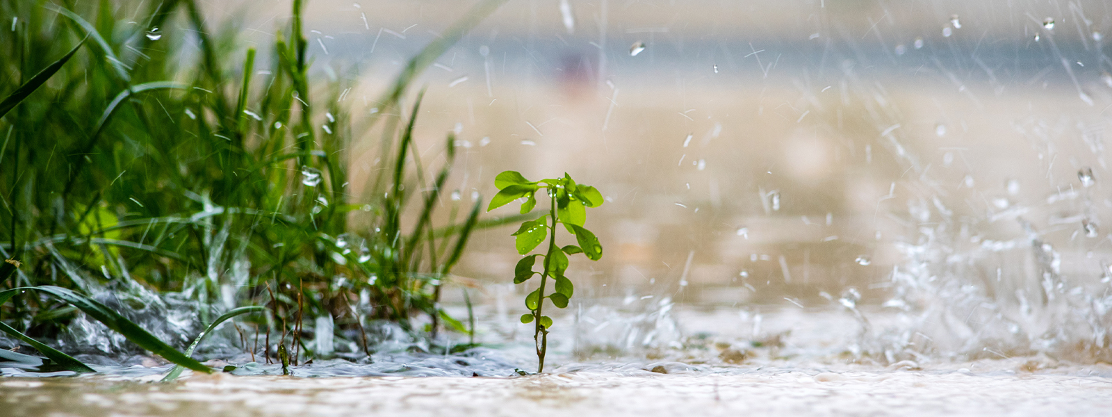 rain water around plants on the groun while rain is falling